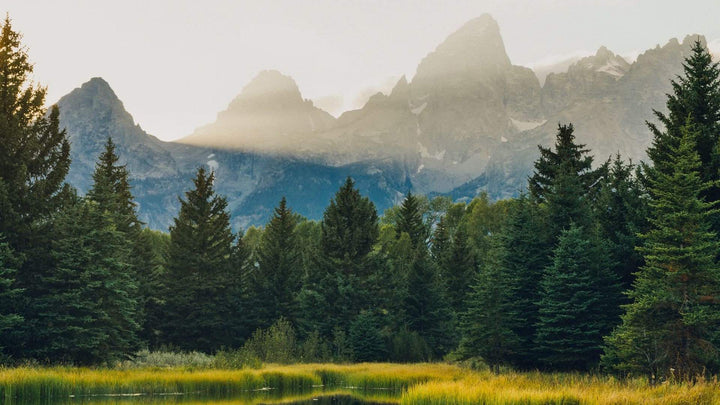 A pine forest with tetons behind it