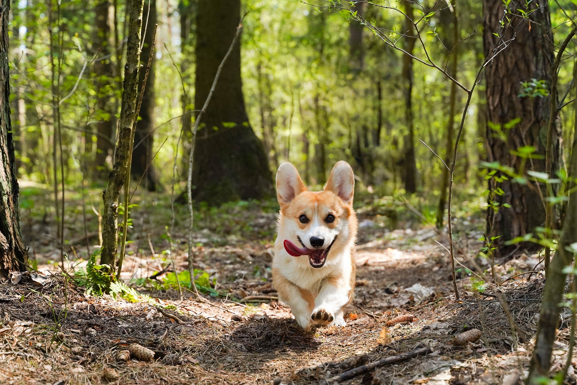 Dog running through forest