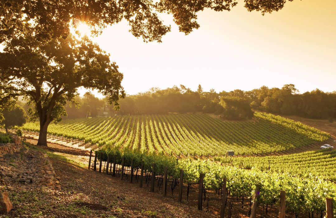 RV Friendly Wineries