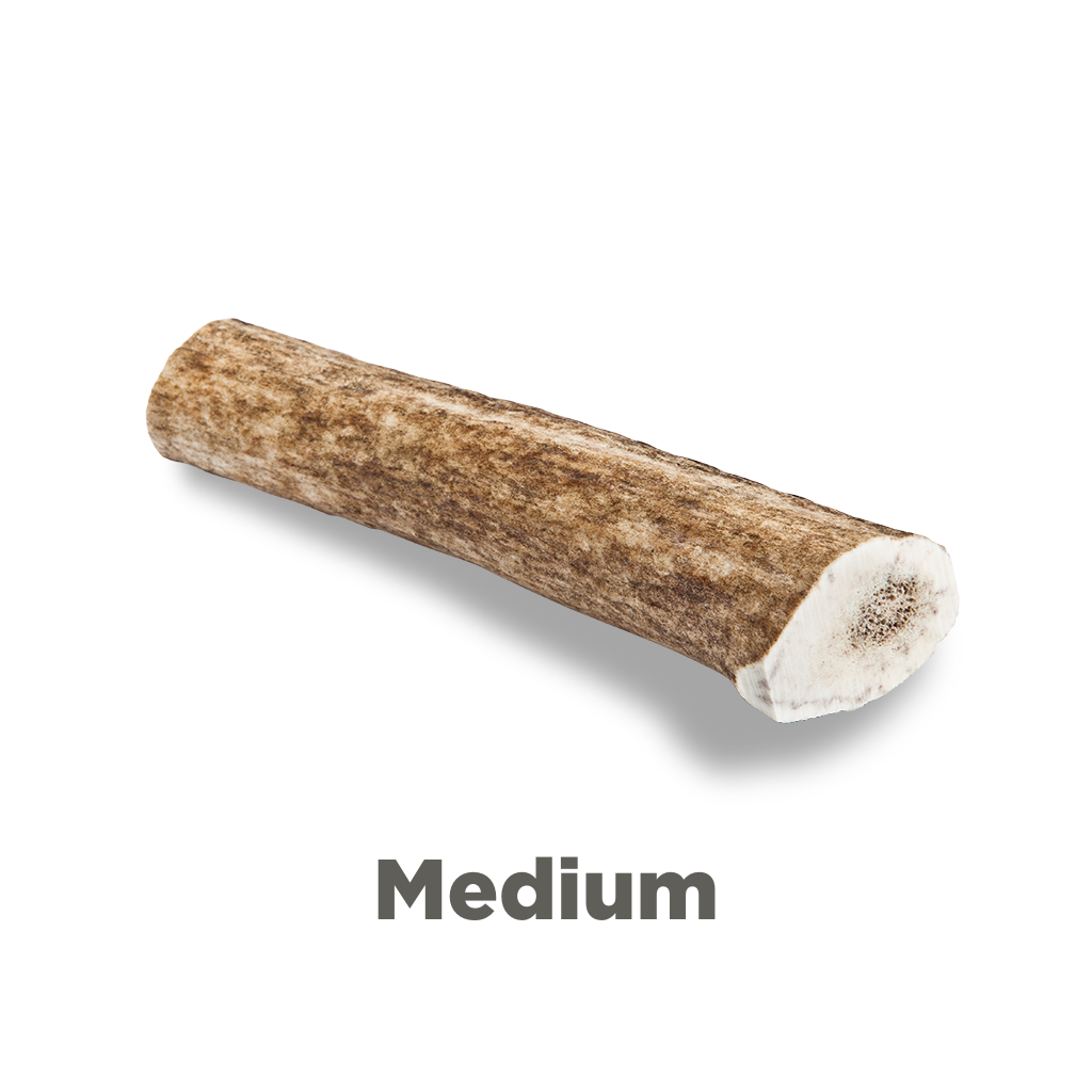 Elk Antler Dog Chew