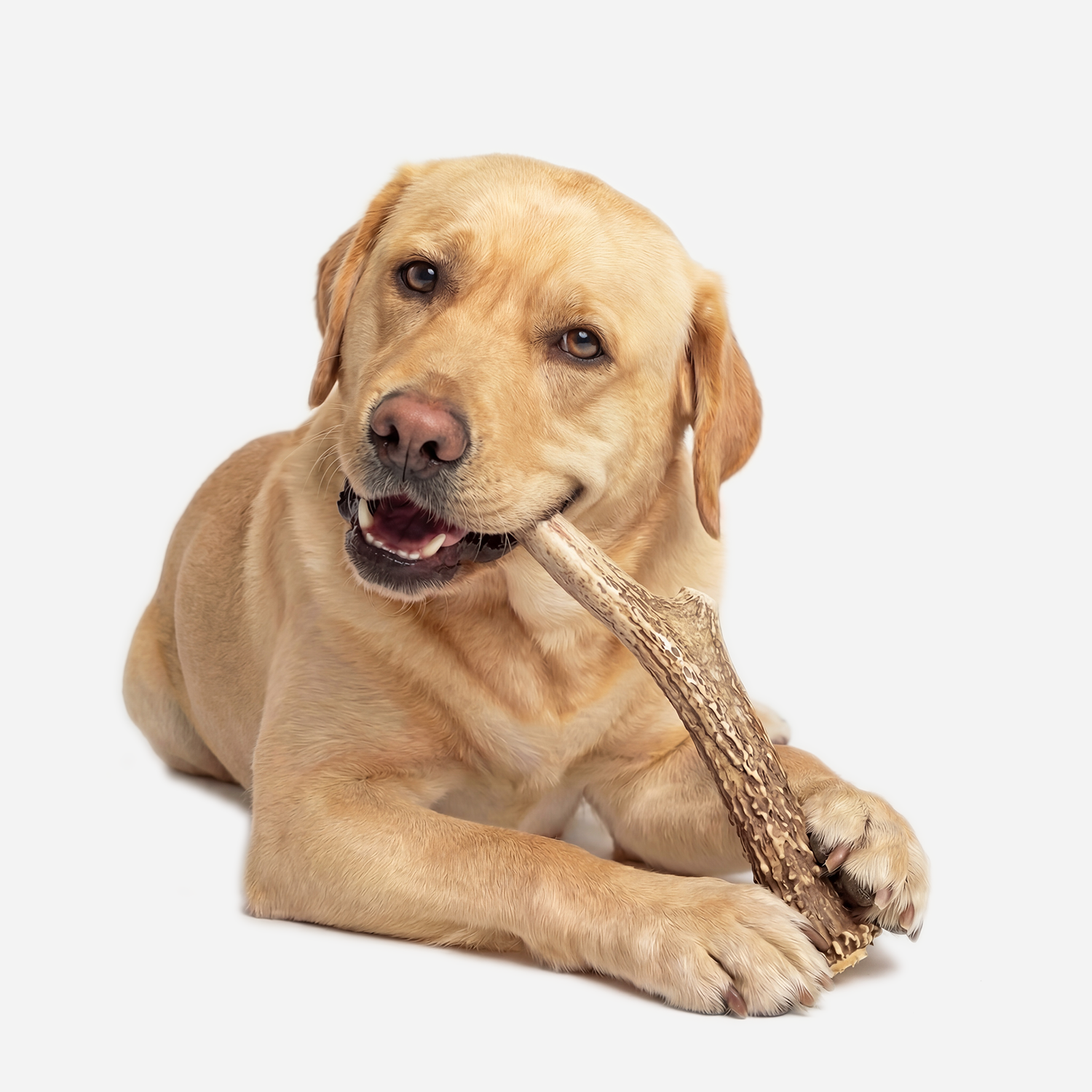 Elk Antler Dog Chew