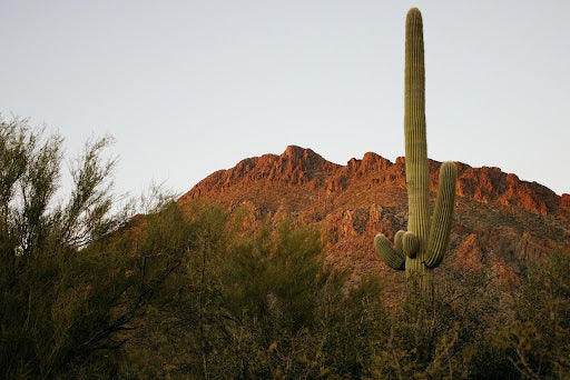 Desert RV Destinations