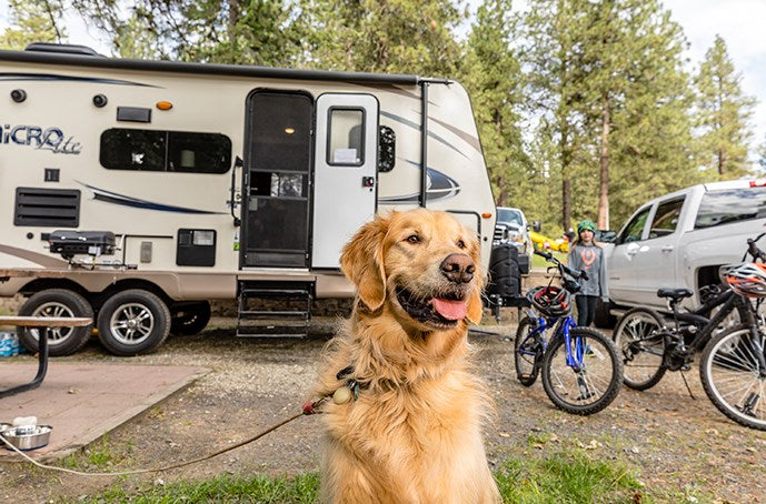 9 Must Know Safety Tips for RVing with Dogs