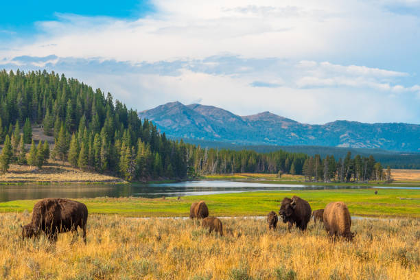 Everything You Need to Know About Visiting Yellowstone in Spring