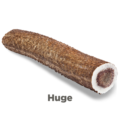 Elk Antler Dog Chew