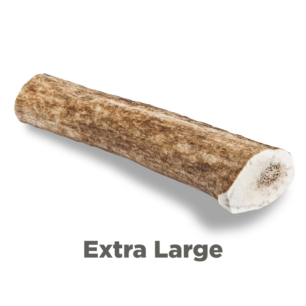 Elk Antler Dog Chew