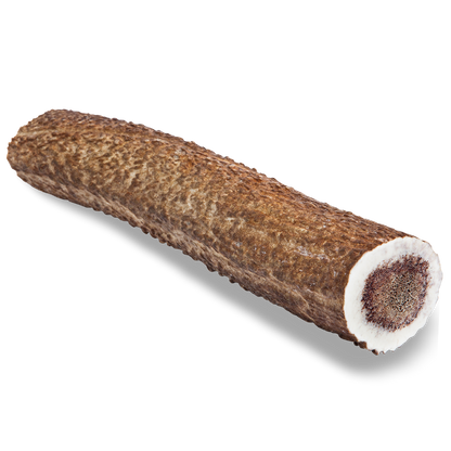 Elk Antler Dog Chew
