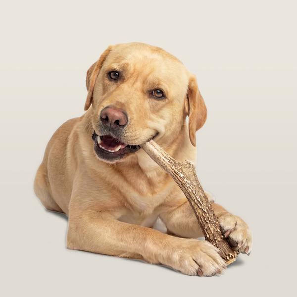 Elk Antler Dog Chew
